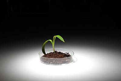 Super Seeds, Rent-A-Cow, and Other News Items